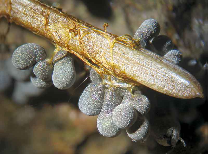 Badhamia utricularis